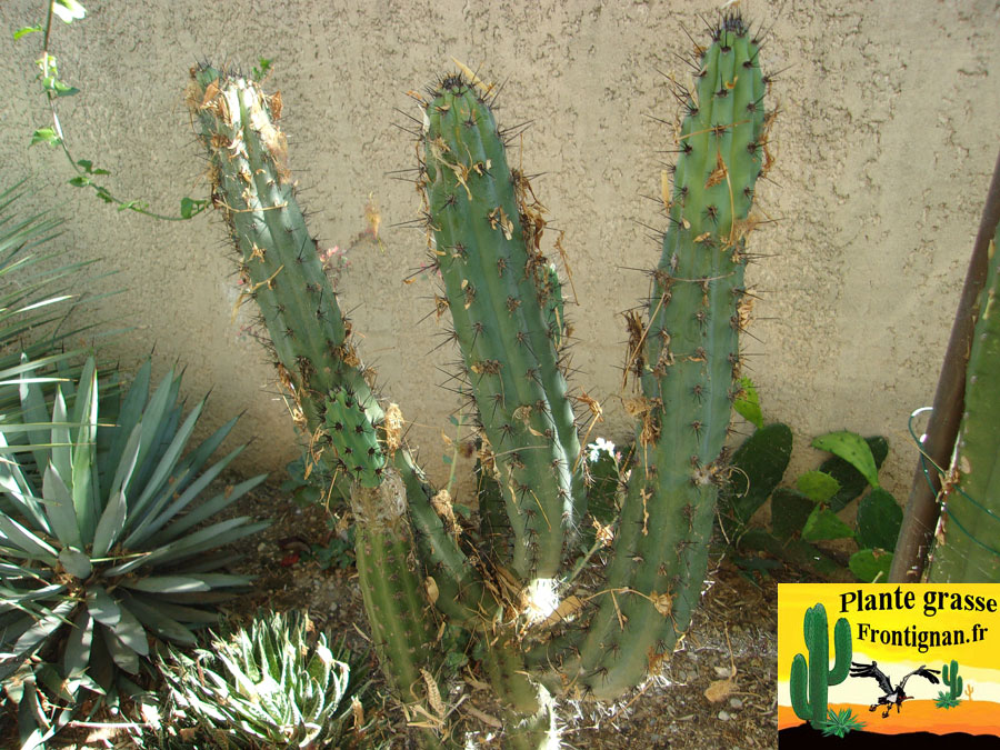 Cactus Qui Ne Craint Pas Le Gel Cactus Exterieur Resistant Au Froid - Cactus résistants au froid
